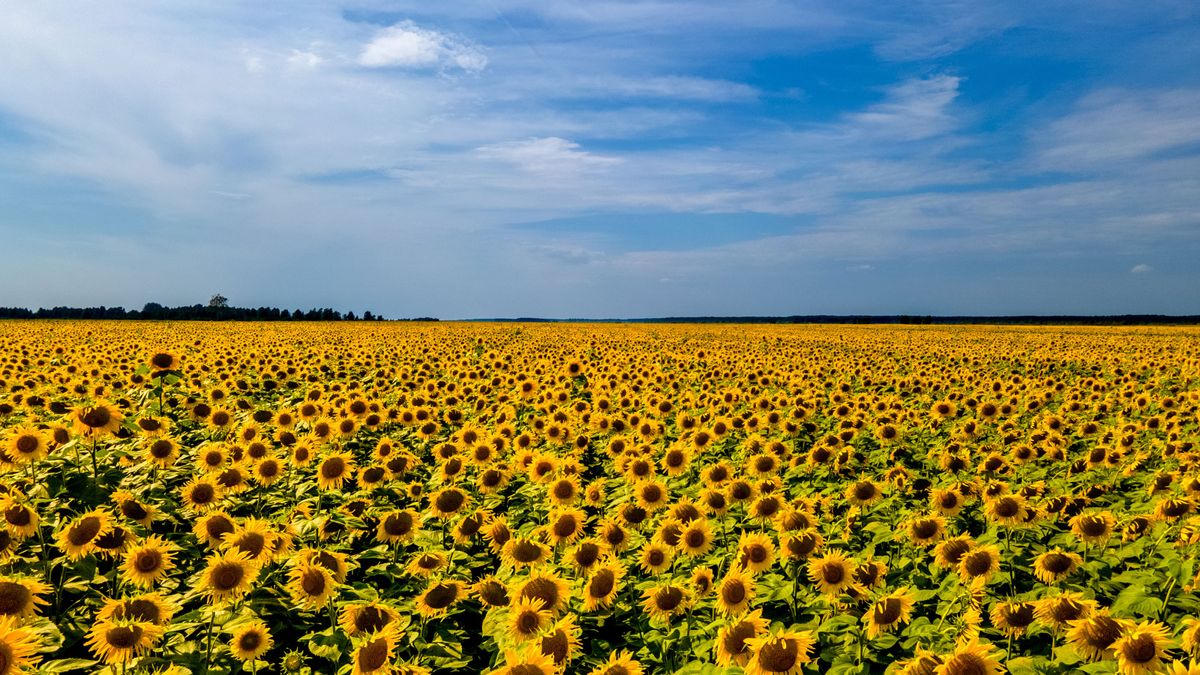Girasoles